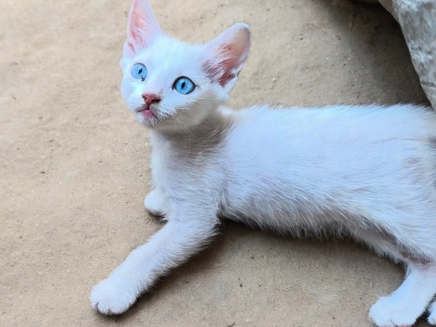 Adotta un gatto, taglia non valida, femmina, Bari