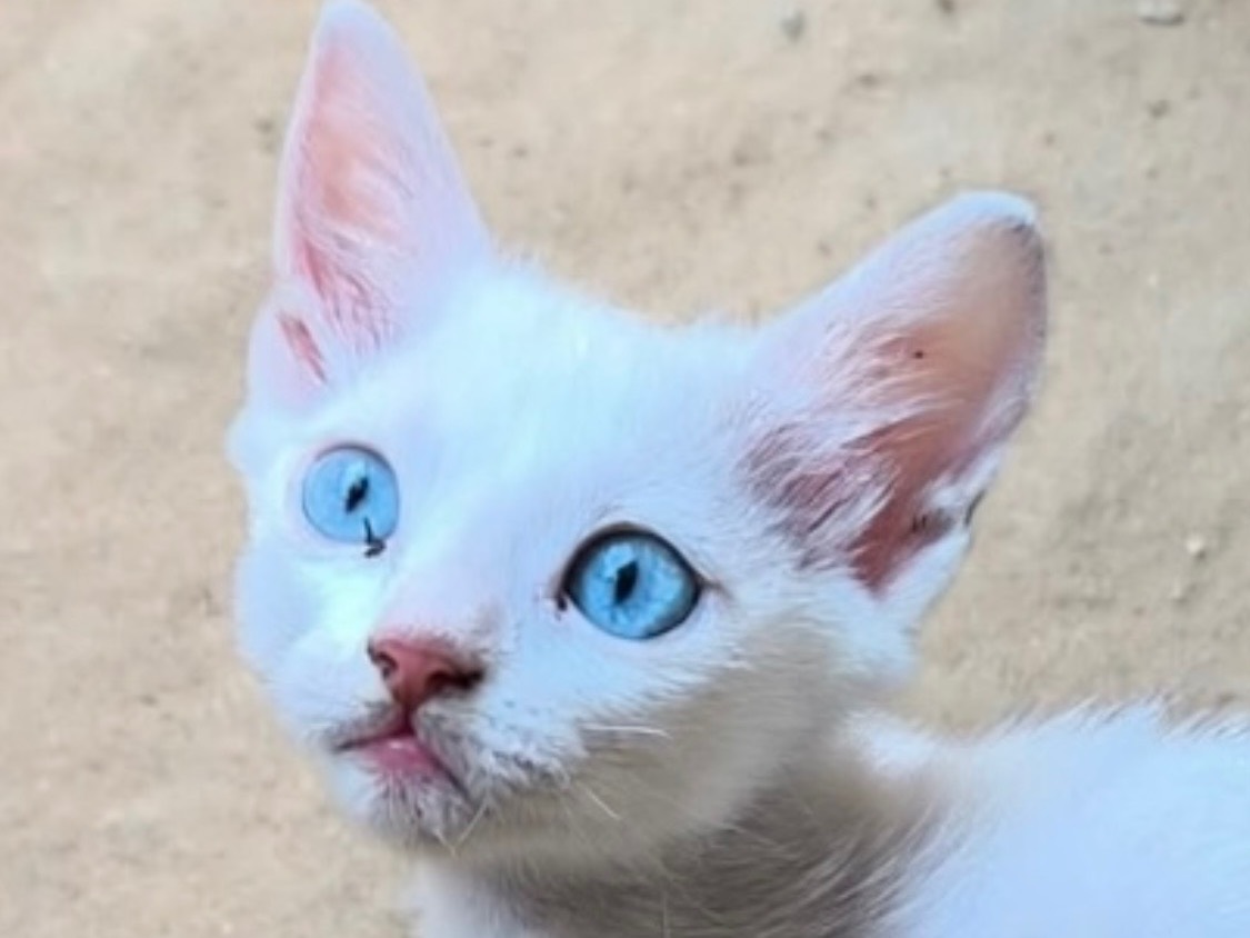 Vuoi adottare un gatto a Bari?