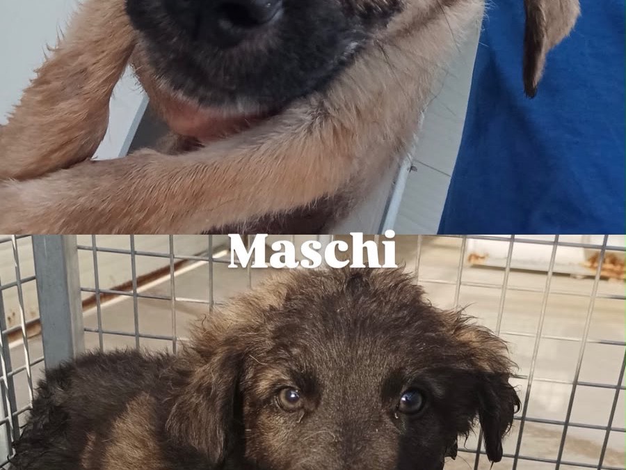 Adozione cane, femmina, Razza sconosciuta Razza sconosciuta, 1 mese, taglia piccola, Ragusa