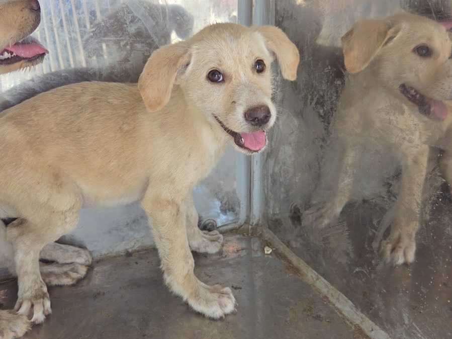 Adotta un cane, femmina, 1 mese, Ragusa