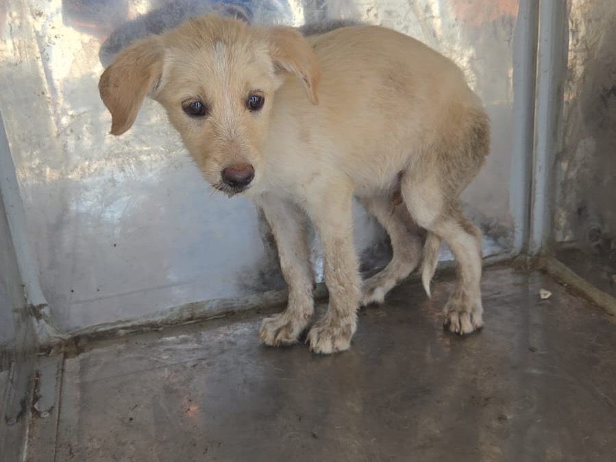 Adotta un cane, taglia piccola, femmina, Ragusa