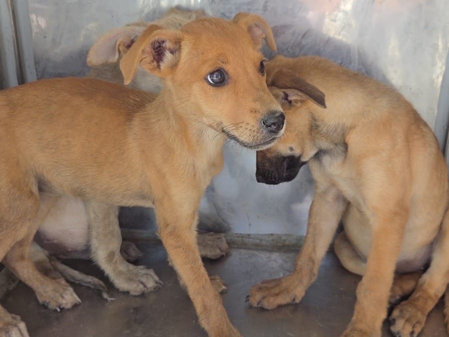Vuoi adottare un cane a Ragusa?