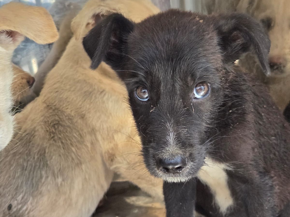 Adotta il cane Tina a Ragusa