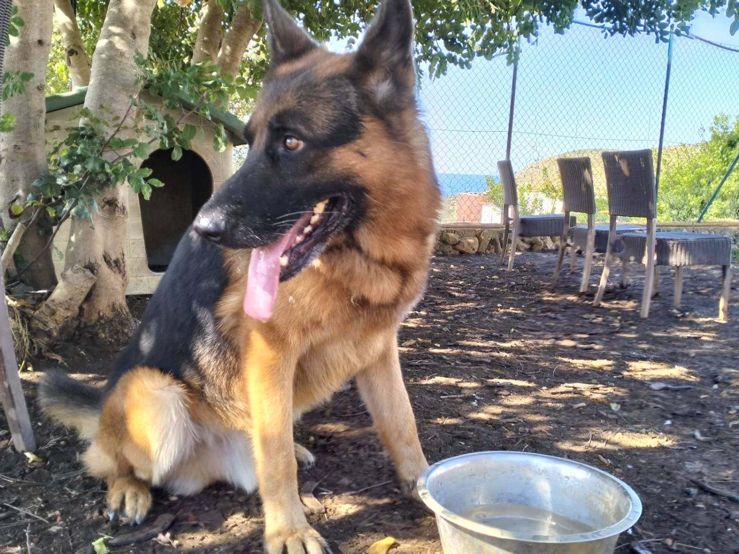 Adotta un cane, maschio, 1 anno, Latina