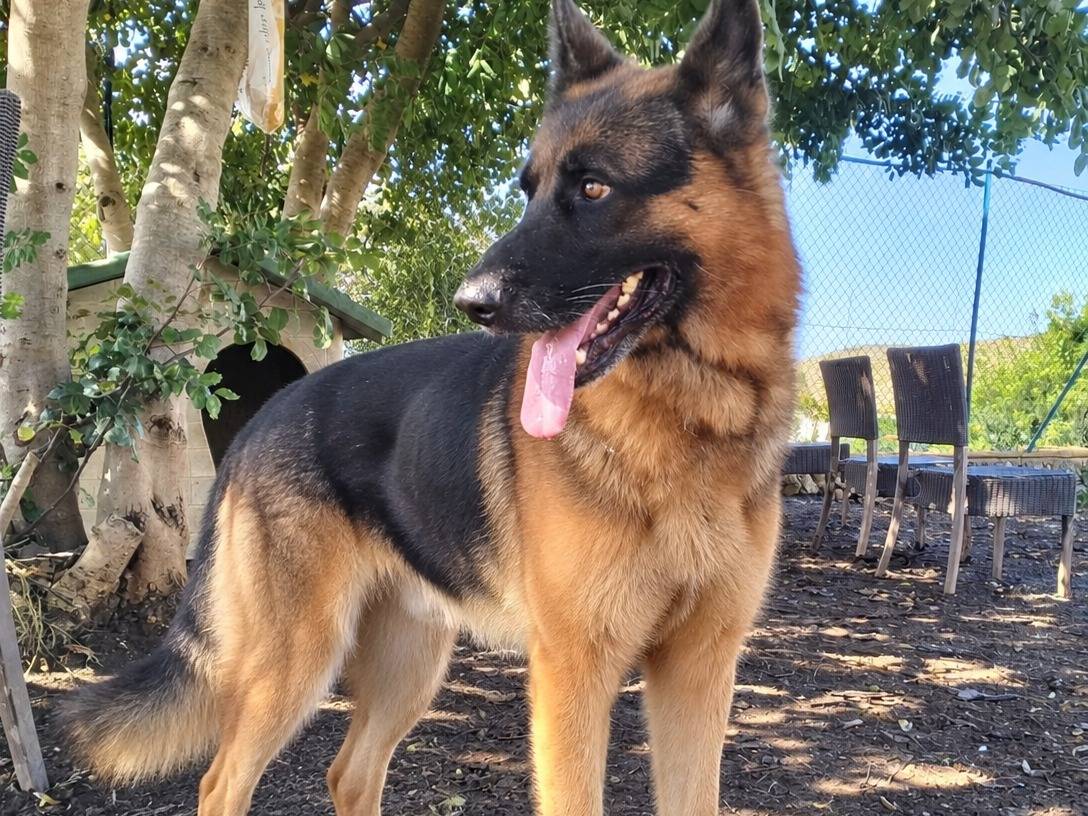 Adotta un cane, taglia grande, maschio, Latina