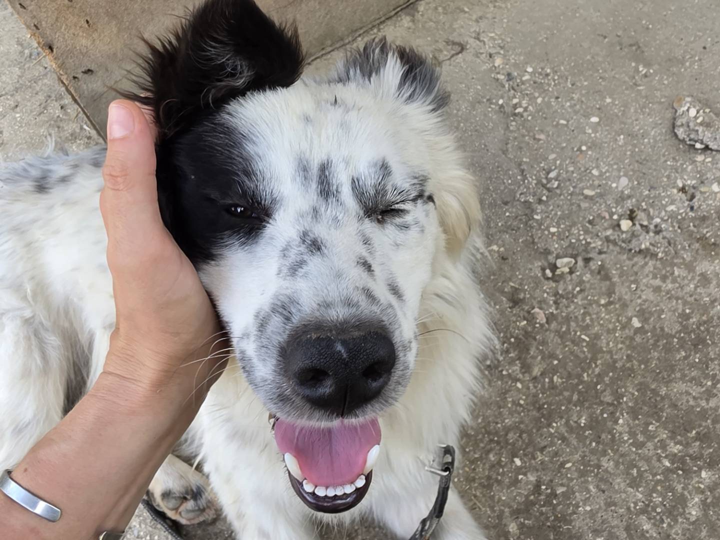 Adozione cane, maschio, Border Collie Razza sconosciuta, 1 anno e 1 mese, taglia media, Roma
