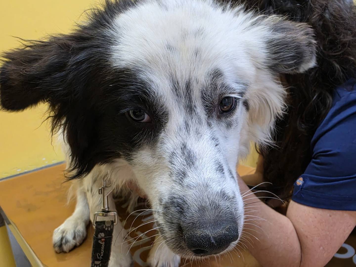 Adotta un cane, maschio, 1 anno e 1 mese, Roma