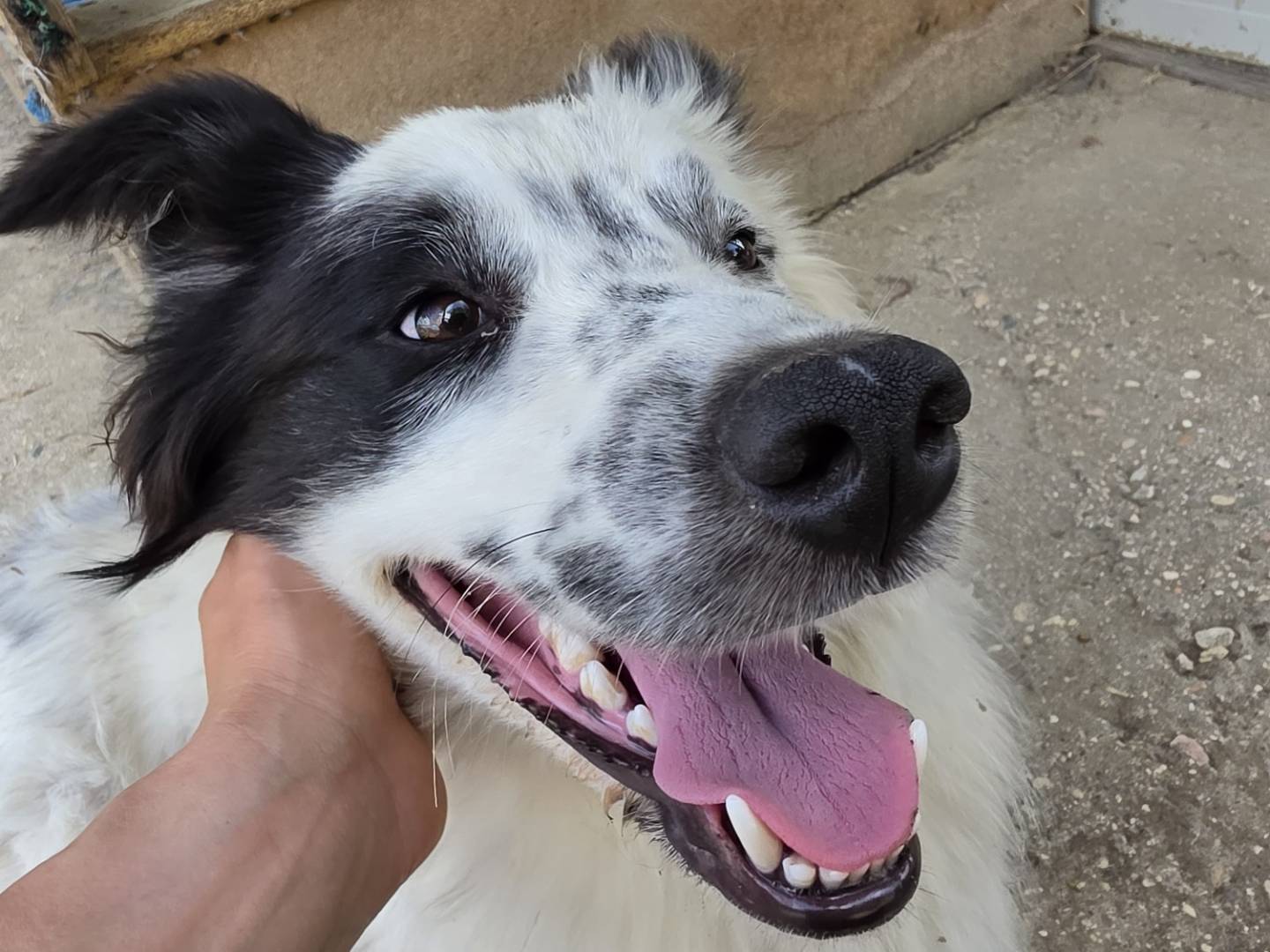 Adotta un cane, taglia media, maschio, Roma