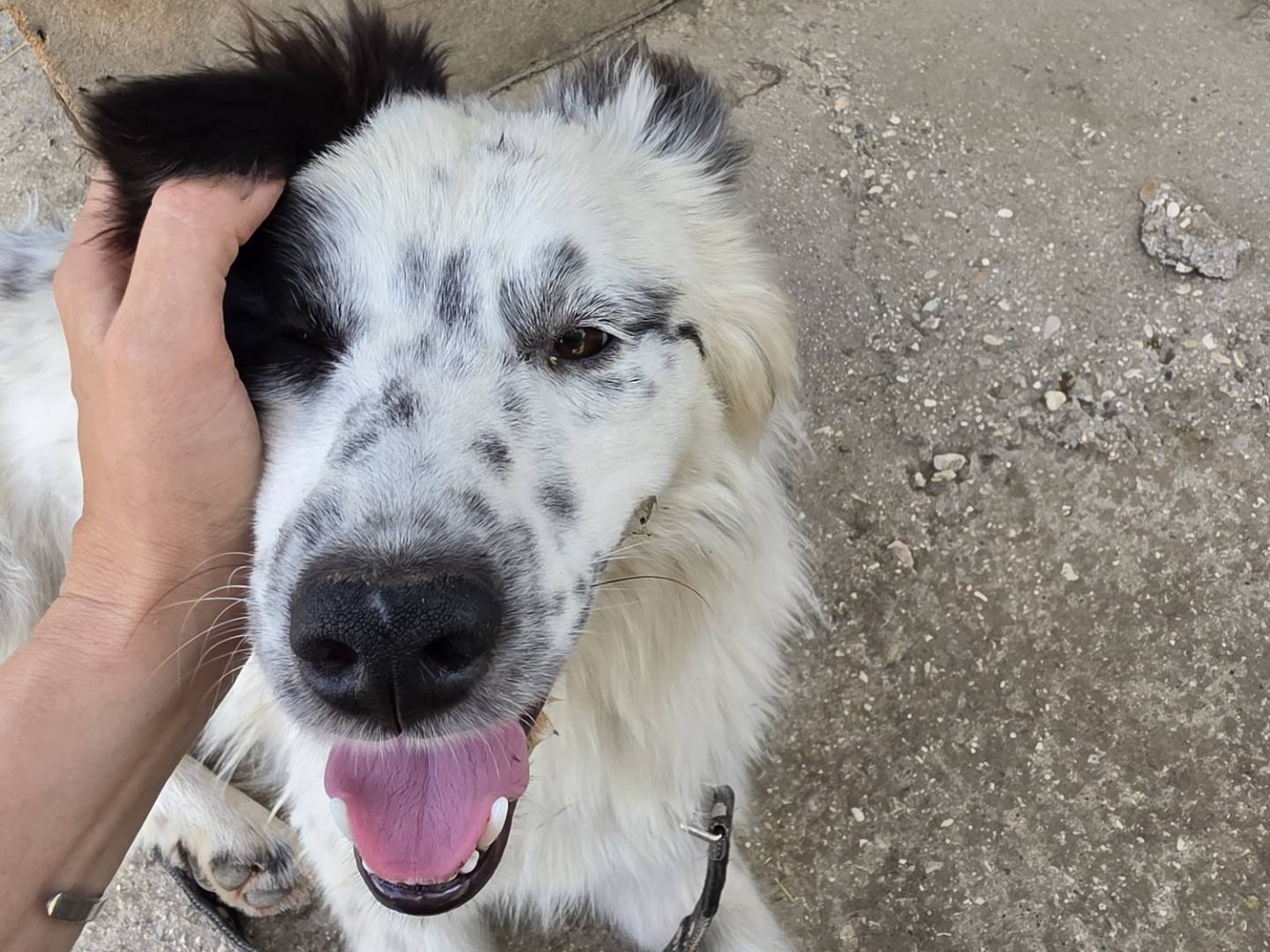 Vuoi adottare un cane a Roma?