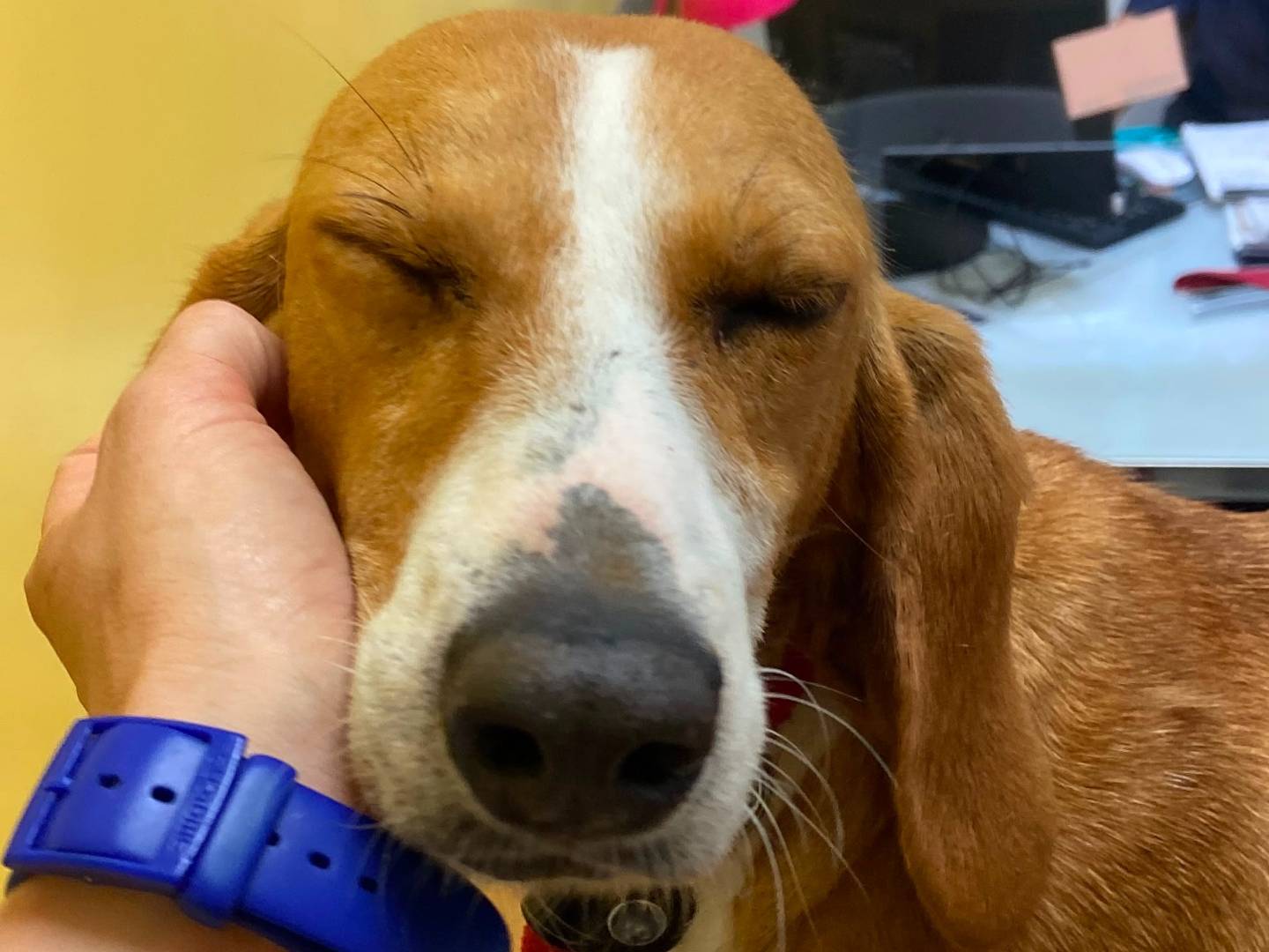 Adotta un cane, femmina, 1 anno e 4 mesi, Roma