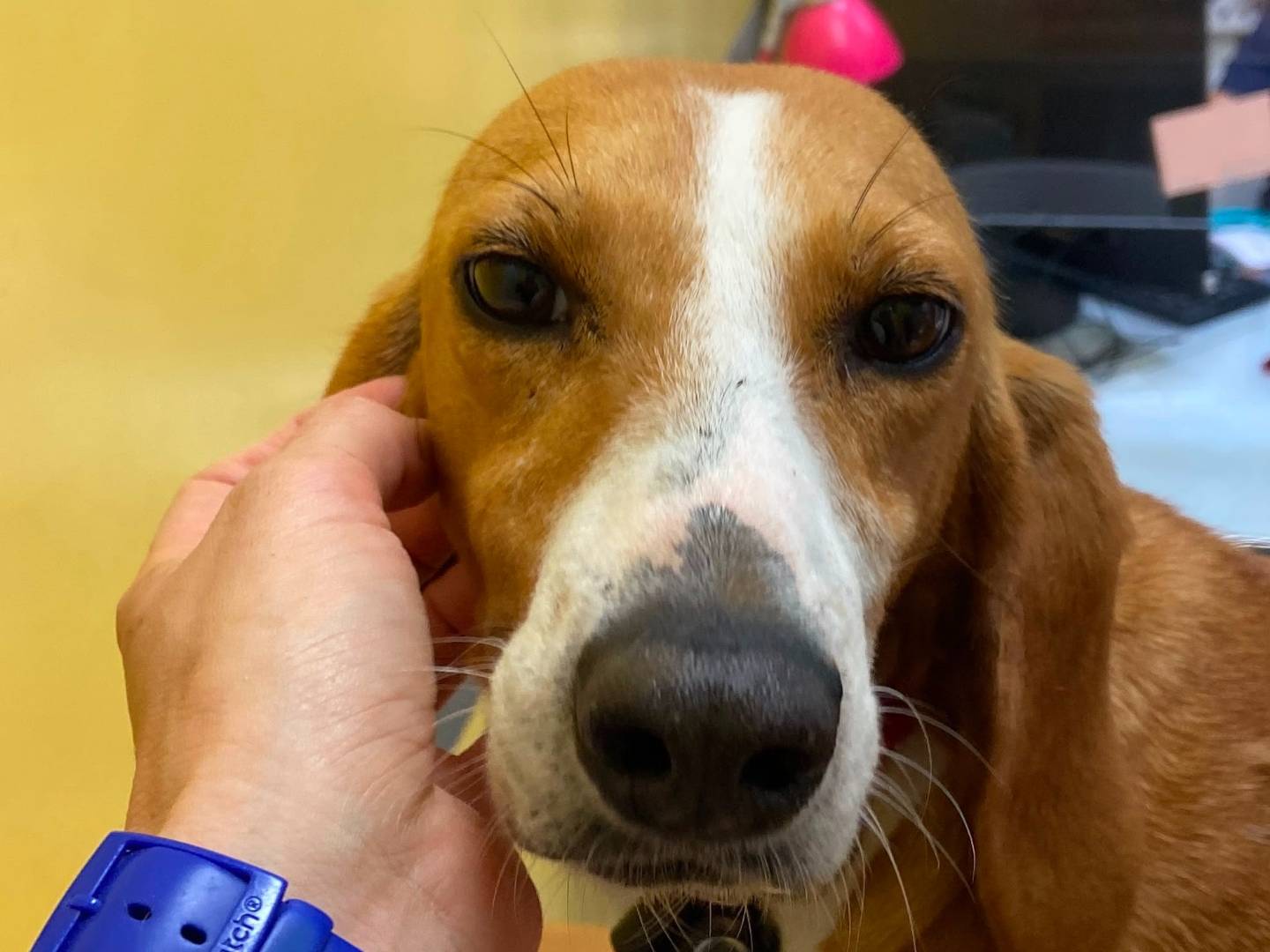 Adozione cane, femmina, Segugio Razza sconosciuta, 1 anno e 4 mesi, taglia media contenuta, Roma