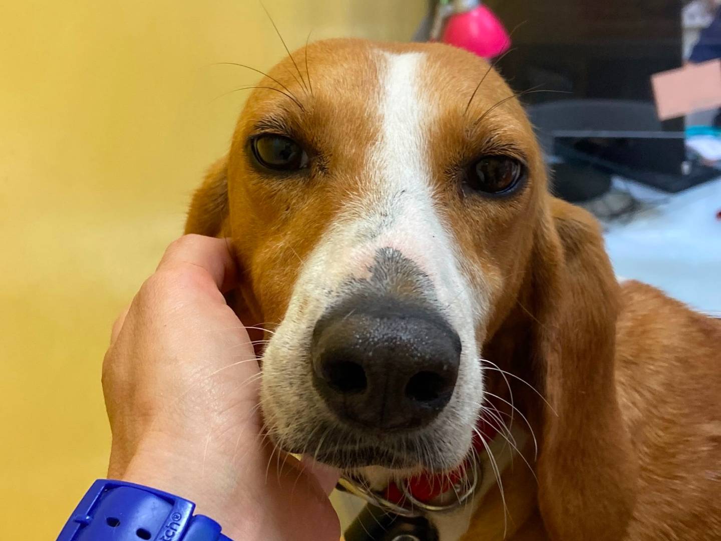 Adotta un cane, taglia media contenuta, femmina, Roma