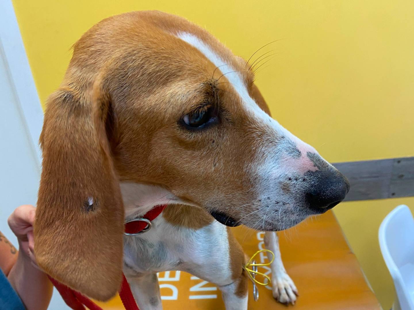Vuoi adottare un cane a Roma?