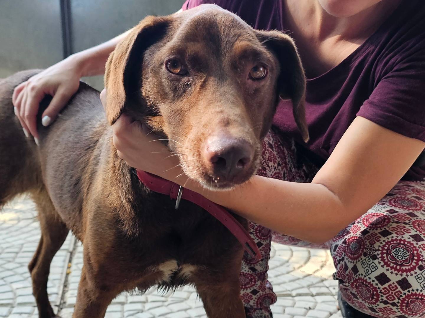 Adozione cane, femmina, Labrador Retriever Razza sconosciuta, 7 anni e 2 mesi, taglia media, Pavia