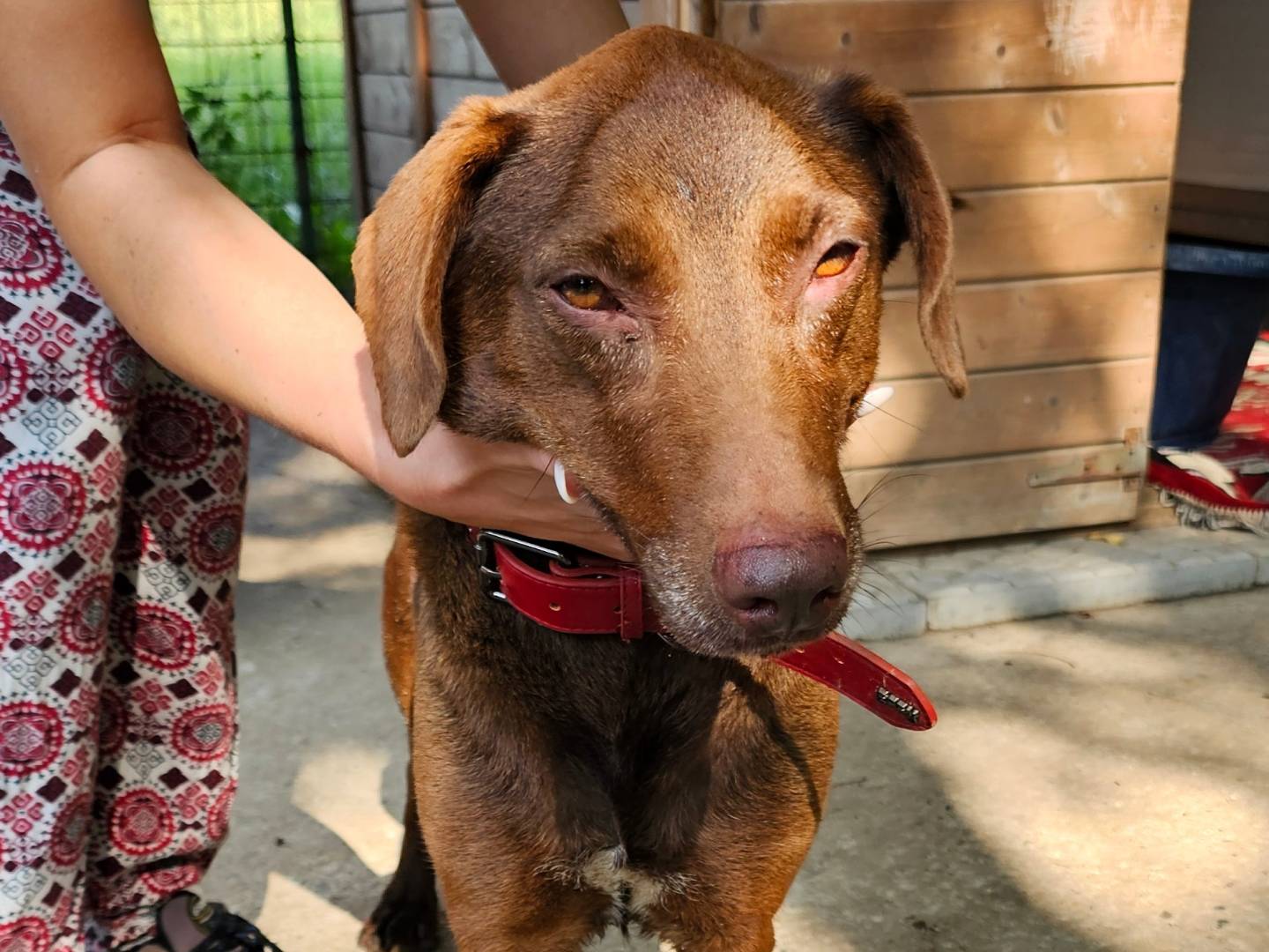 Adotta un cane, femmina, 7 anni e 2 mesi, Pavia