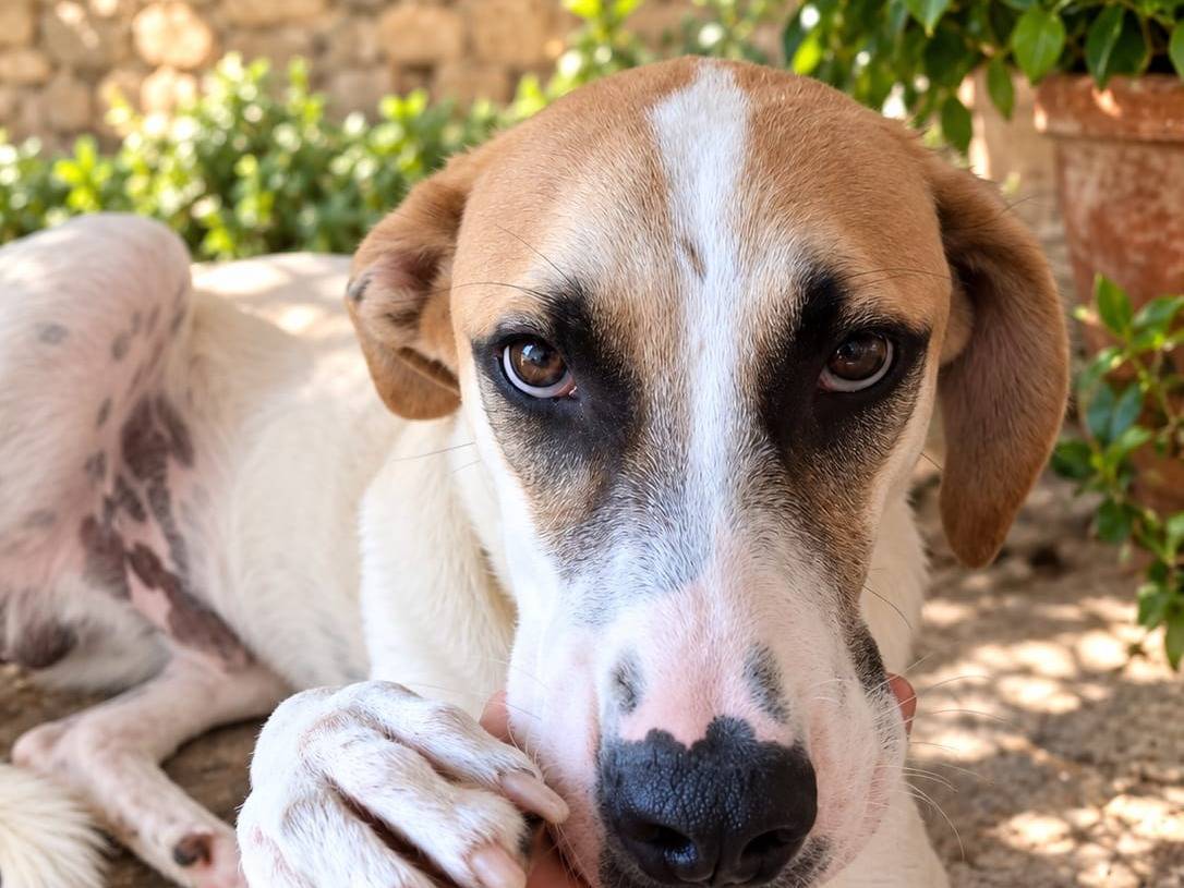 Vuoi adottare un cane a Siracusa?