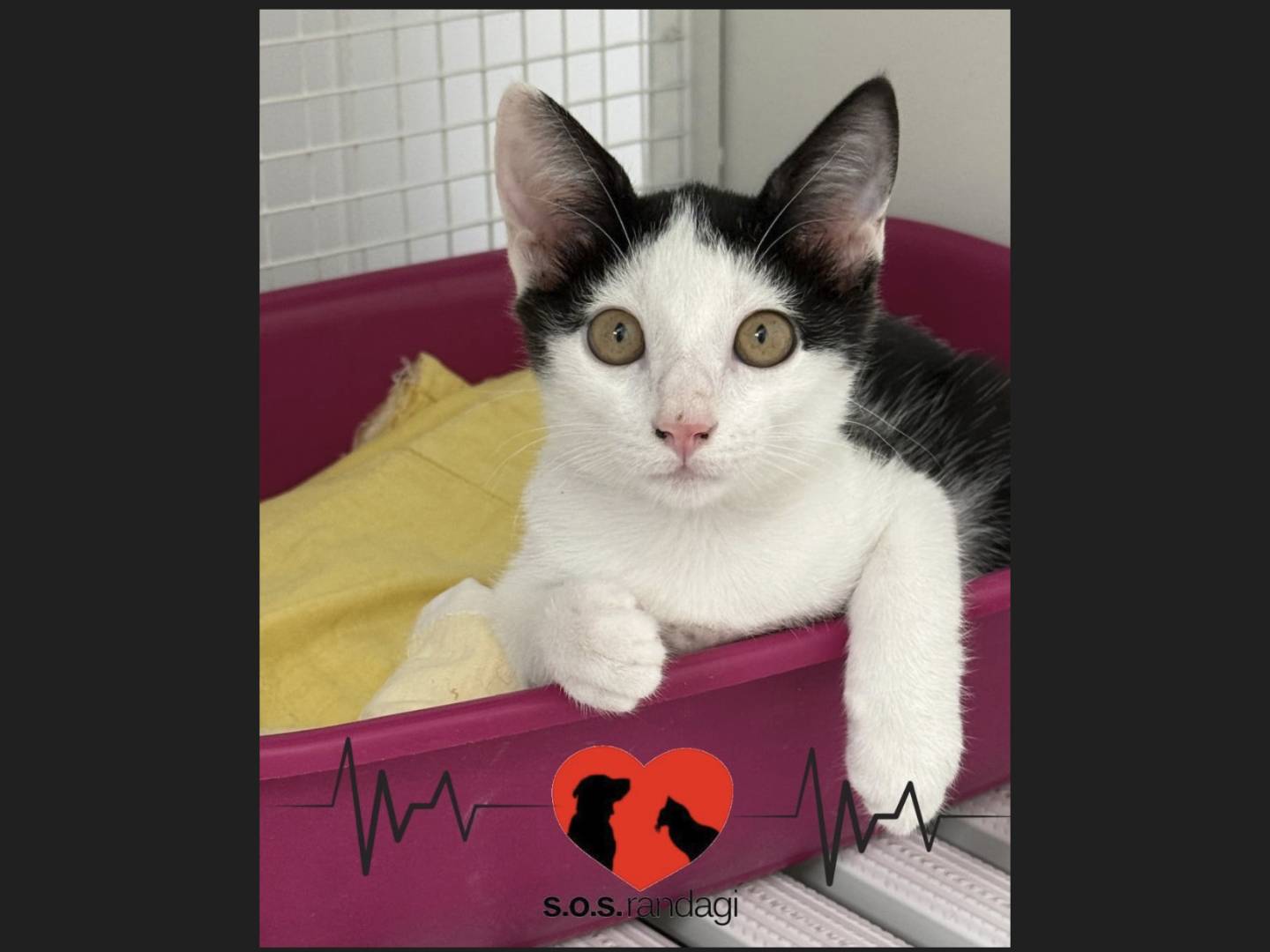 Adozione gatto, maschio, Razza sconosciuta Razza sconosciuta, 3 mesi, taglia non valida, Milano