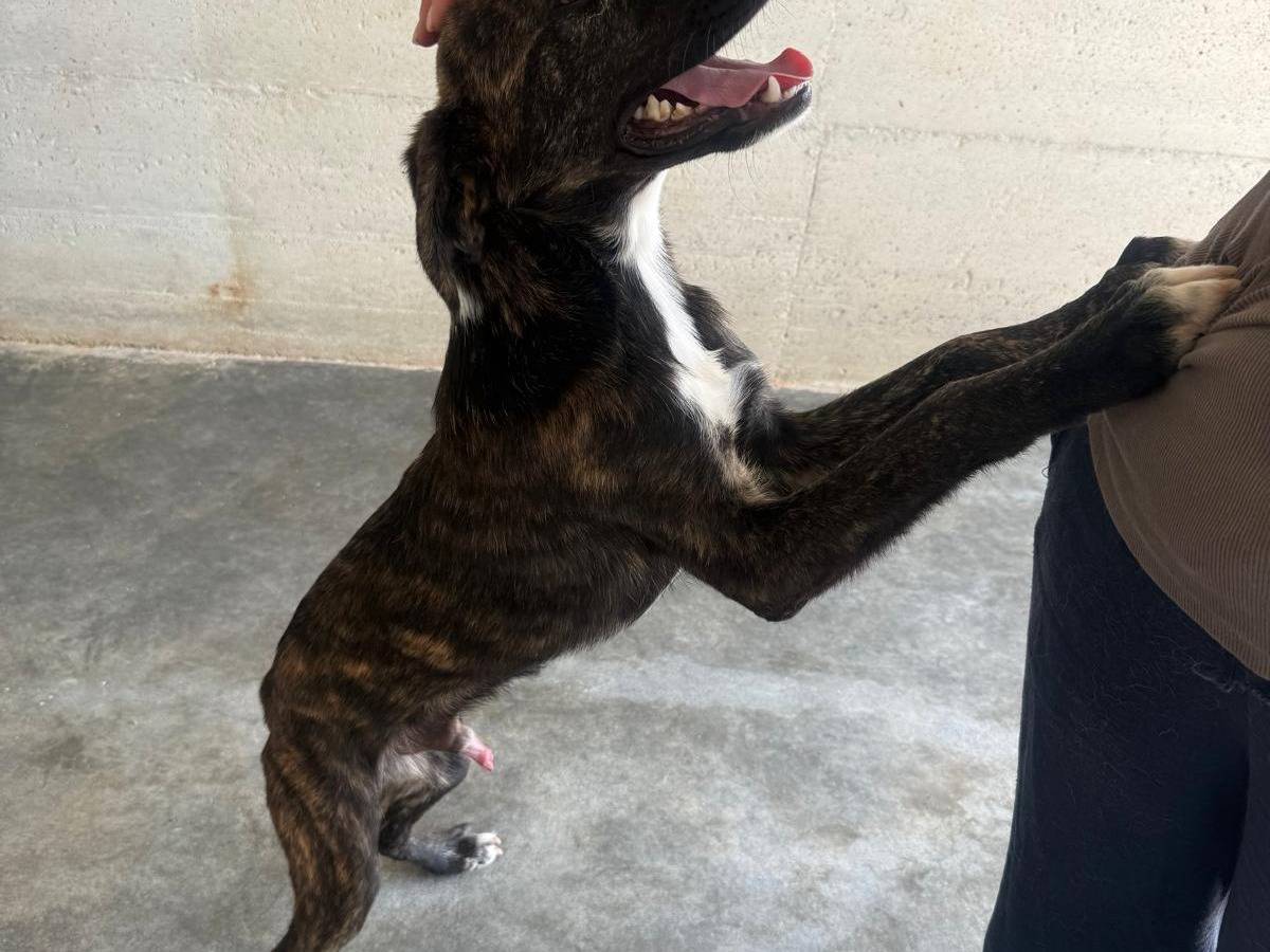 Adotta un cane, maschio, 6 mesi, Agrigento