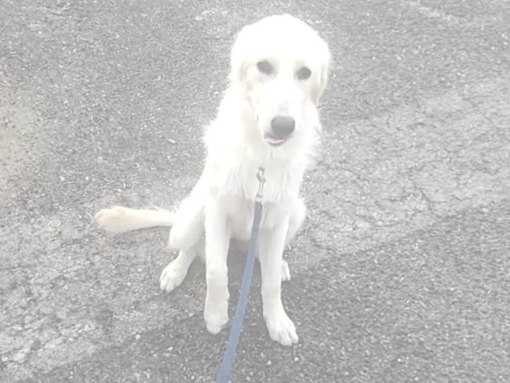 Foto 2 dell'animale