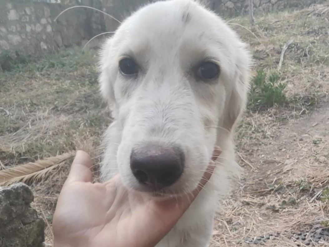 Vuoi adottare un cane a Vibo?