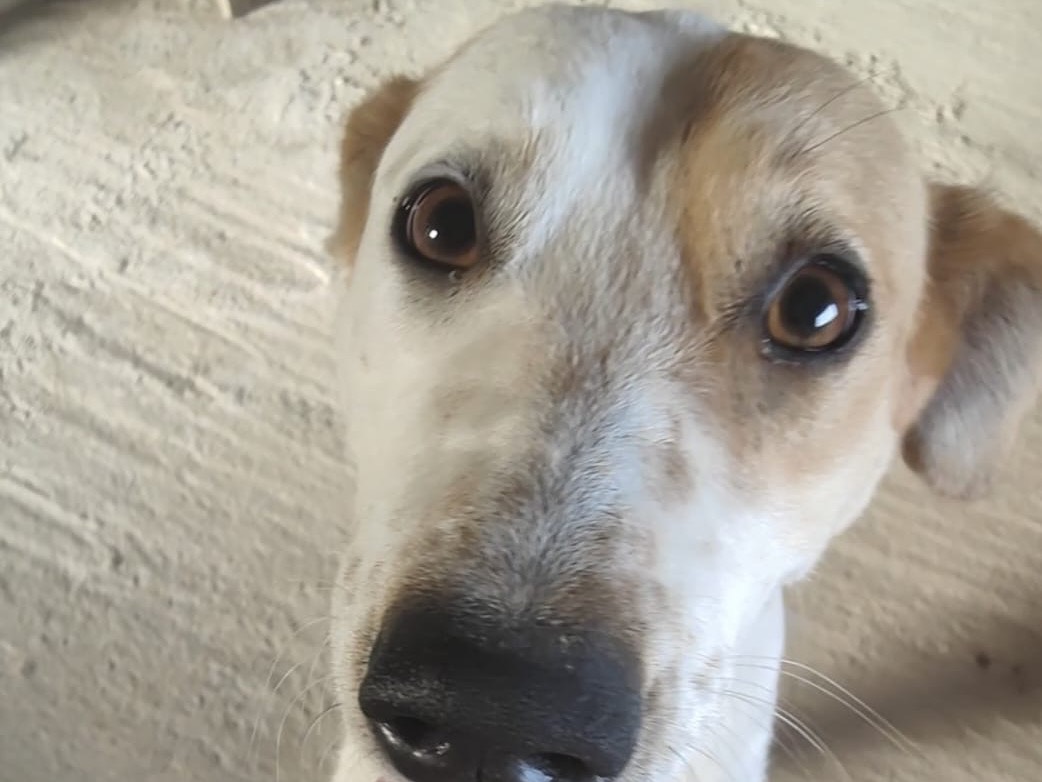 Adotta un cane, femmina, 2 anni e 8 mesi, Vibo