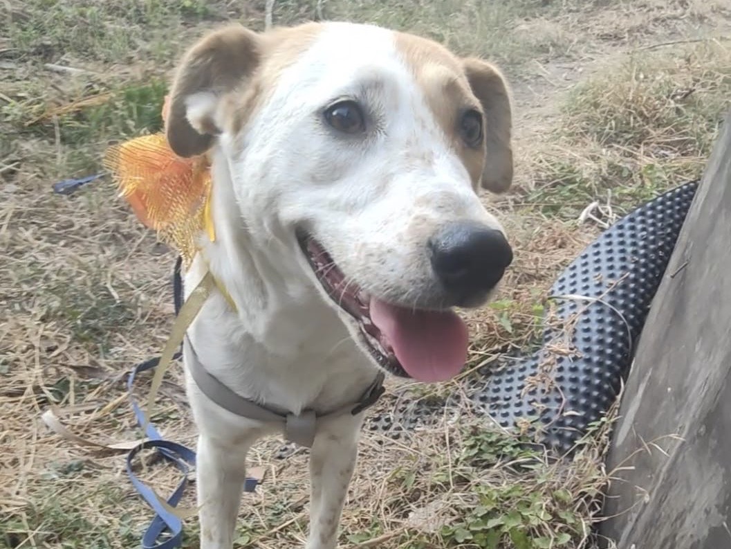 Adozione cane, femmina, Razza sconosciuta Razza sconosciuta, 2 anni e 8 mesi, taglia media, Vibo