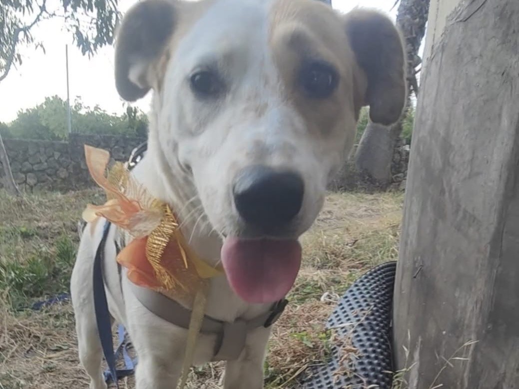 Adotta un cane, taglia media, femmina, Vibo