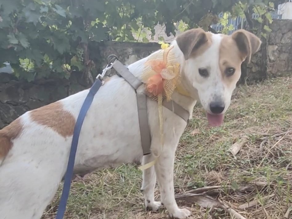 Vuoi adottare un cane a Vibo?
