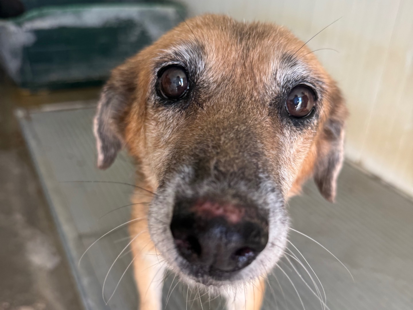 Adozione cane, femmina, Razza sconosciuta Razza sconosciuta, 12 anni e 4 mesi, taglia media contenuta, Latina