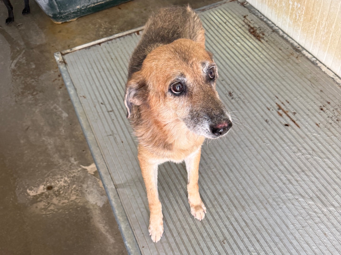 Adotta un cane, femmina, 12 anni e 4 mesi, Latina