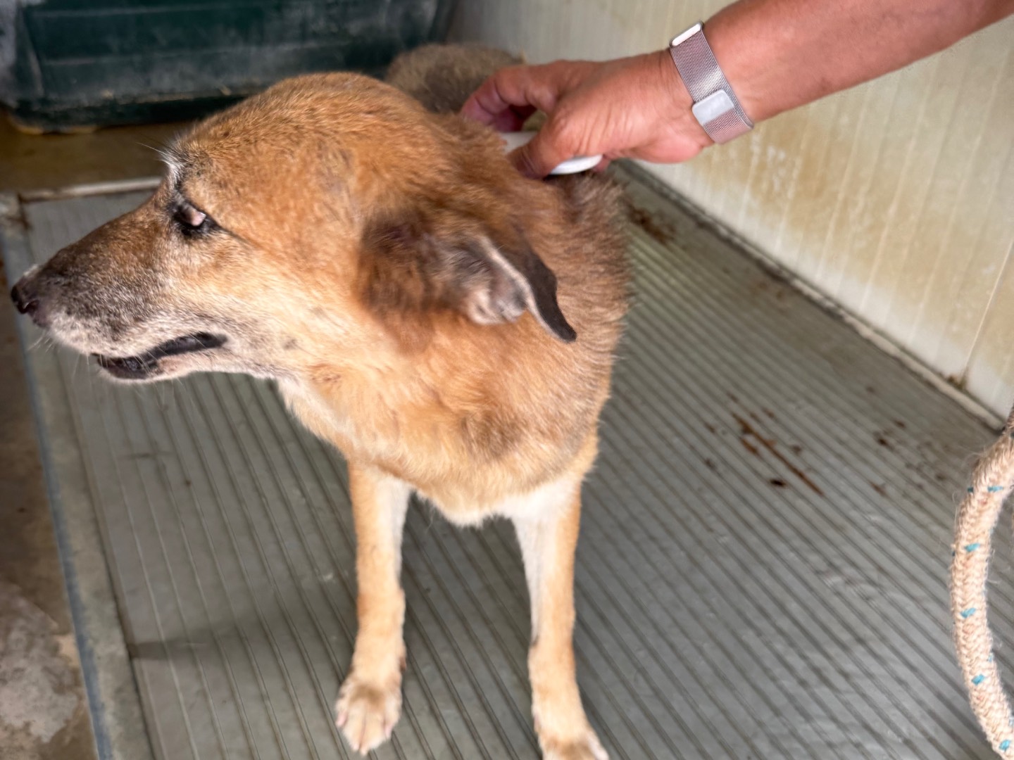 Vuoi adottare un cane a Latina?