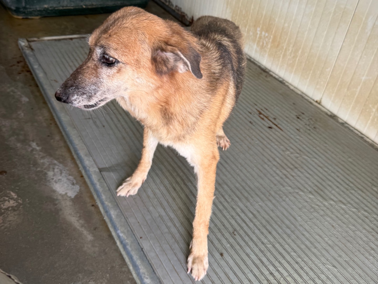 Adotta un cane, taglia media contenuta, femmina, Latina