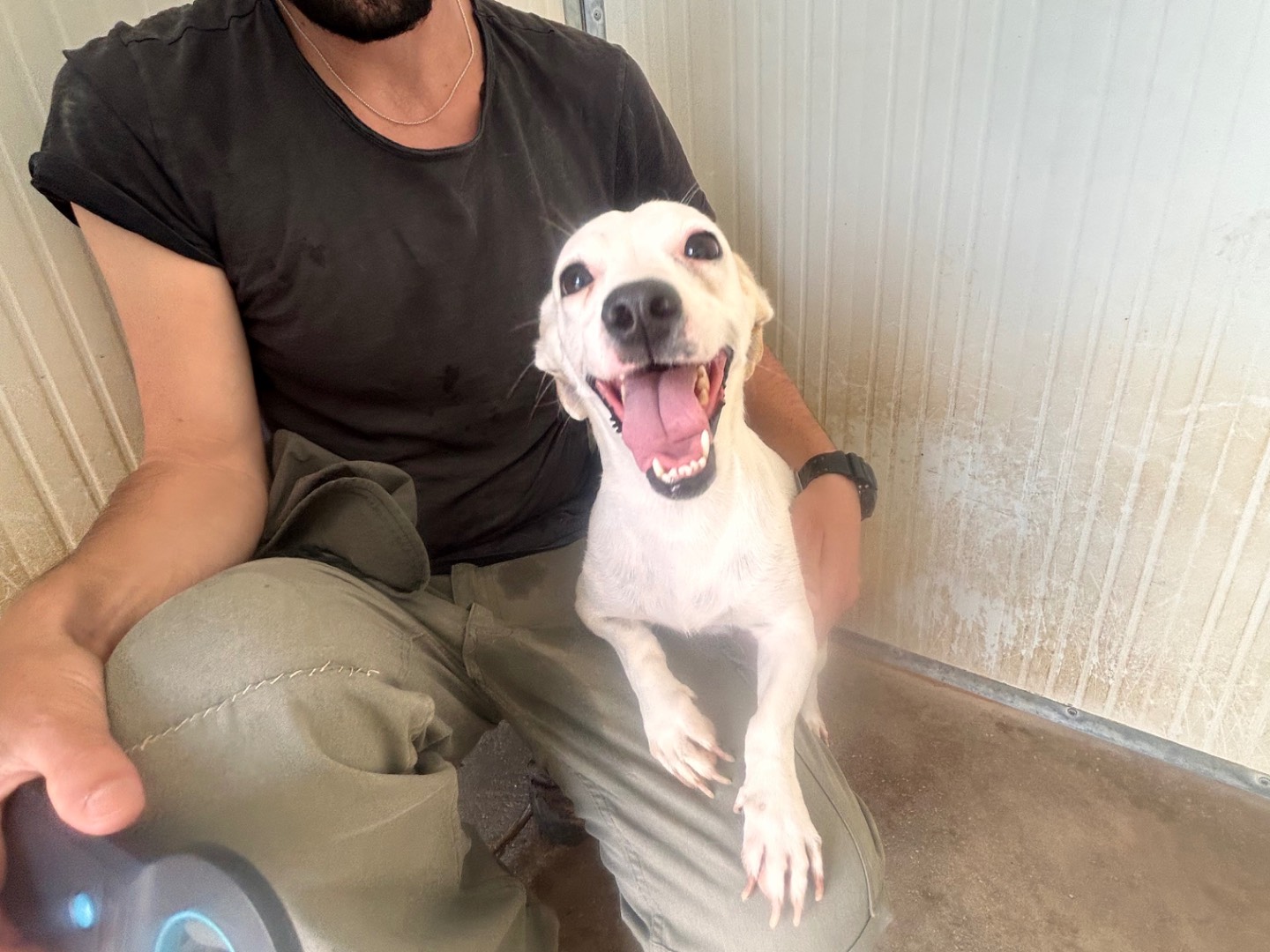 Adozione cane, femmina, Razza sconosciuta Razza sconosciuta, 4 anni e 6 mesi, taglia piccola, Latina