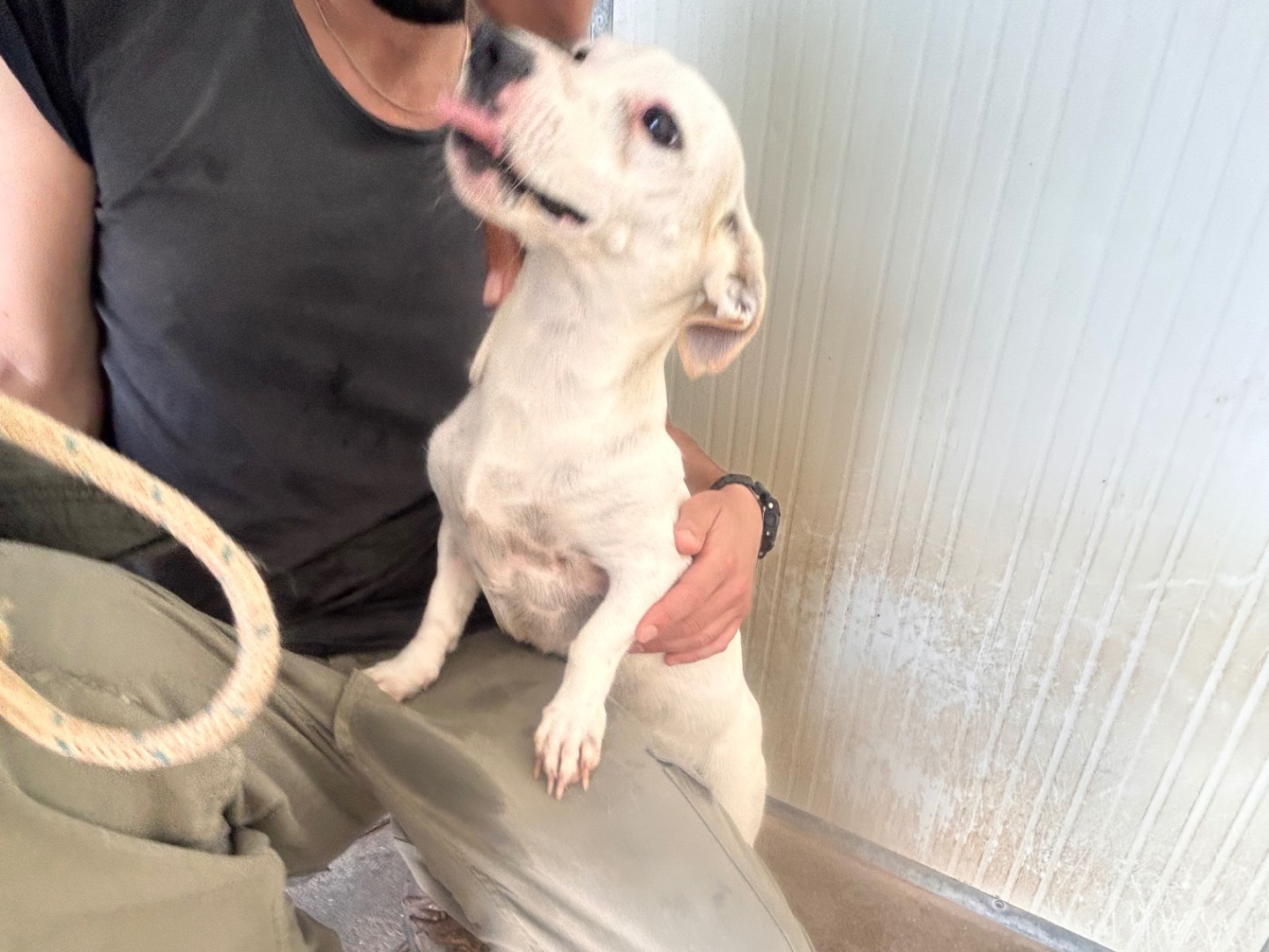 Adotta un cane, taglia piccola, femmina, Latina