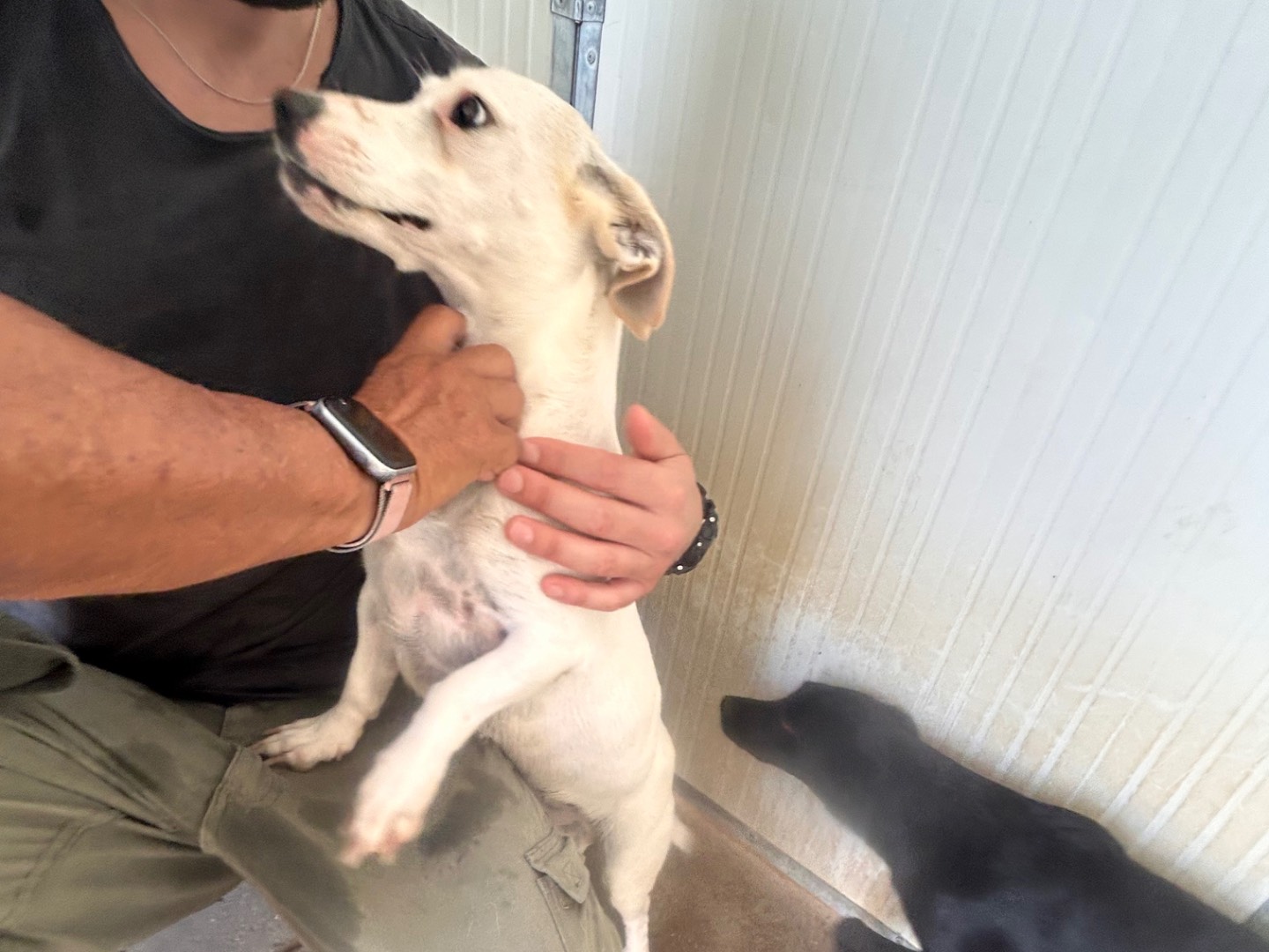 Vuoi adottare un cane a Latina?