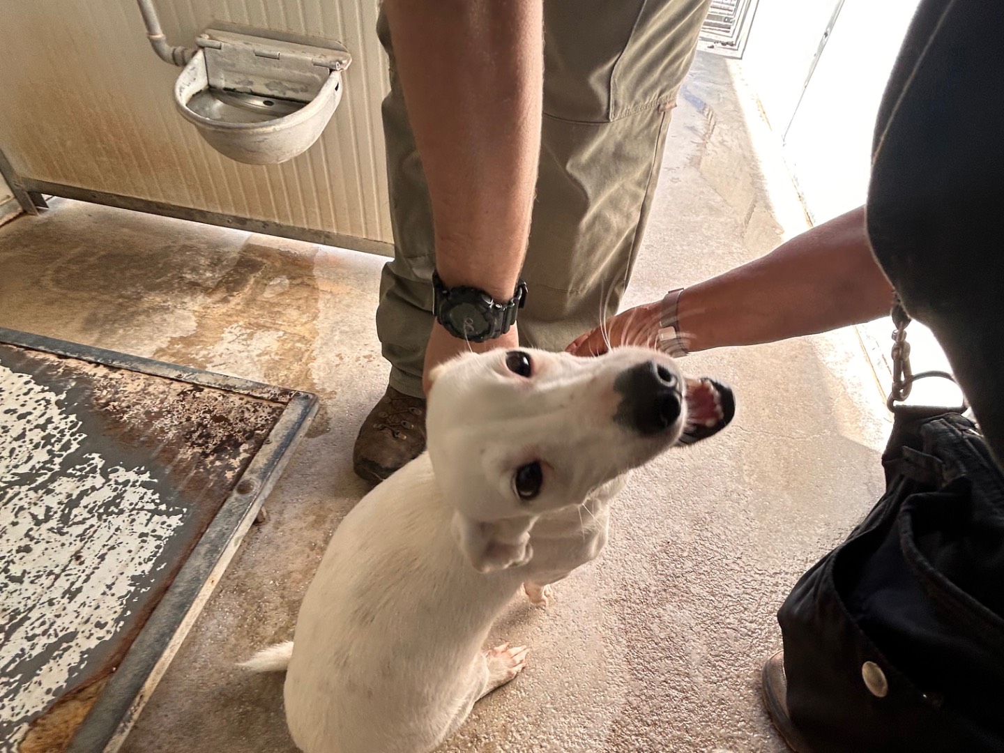 Adotta il cane Lolla a Latina