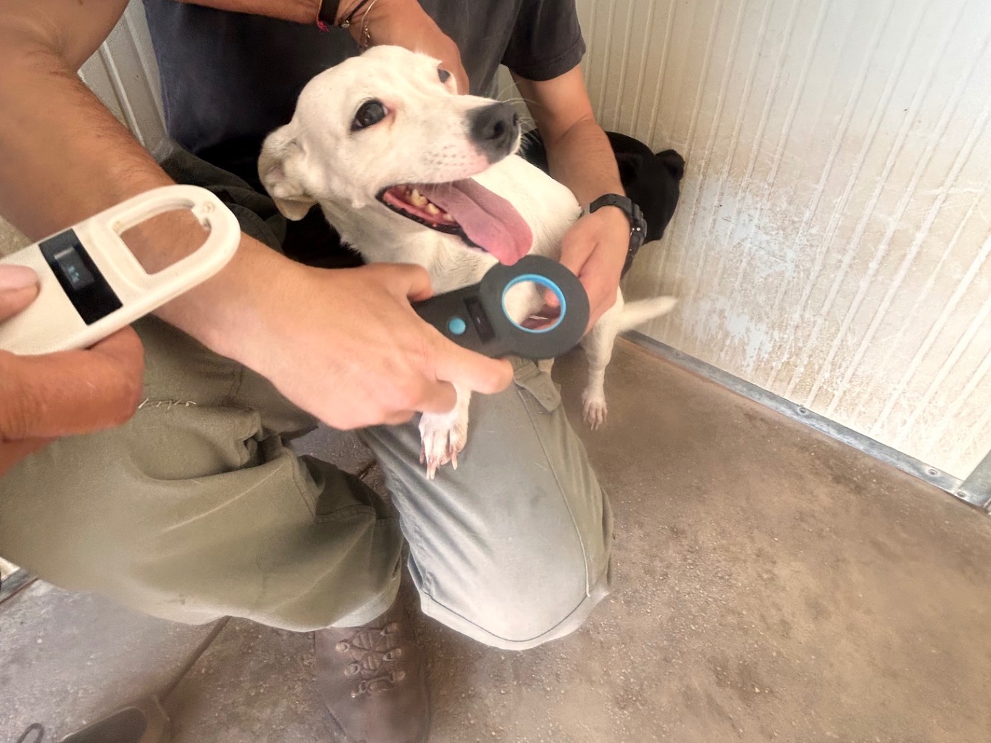Adotta un cane, femmina, 4 anni e 6 mesi, Latina