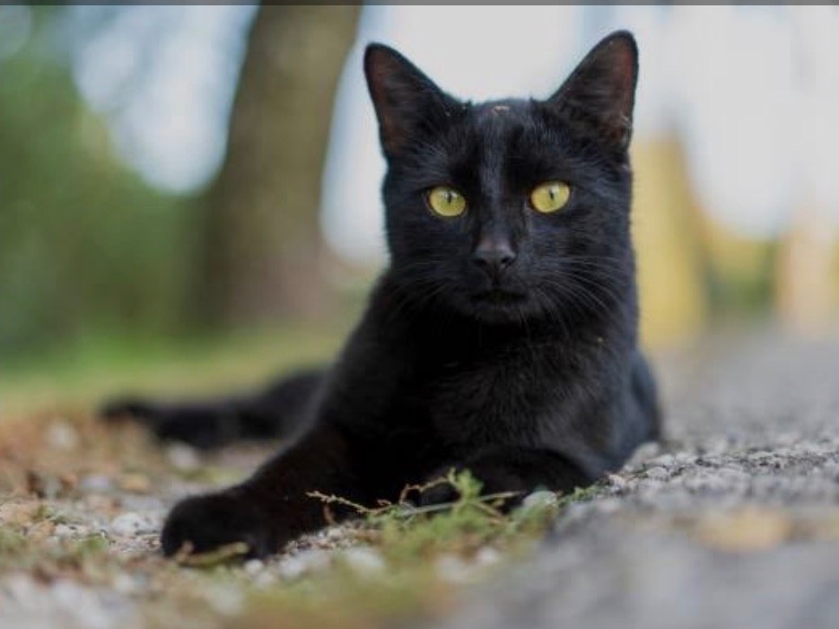 Adozione gatto, maschio, Bombay Razza sconosciuta, 2 mesi, taglia non valida, Siracusa