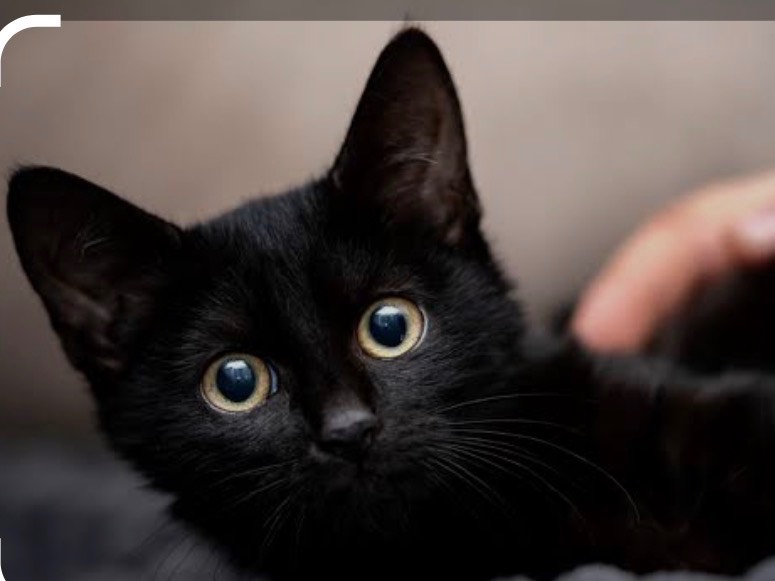 Adotta un gatto, maschio, 2 mesi, Siracusa