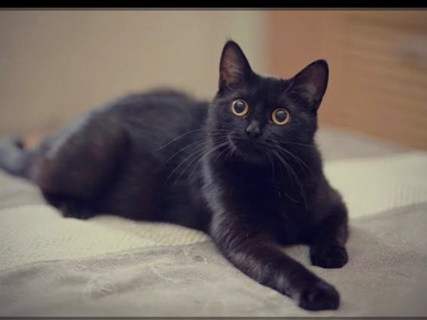 Adotta un gatto, taglia non valida, maschio, Siracusa