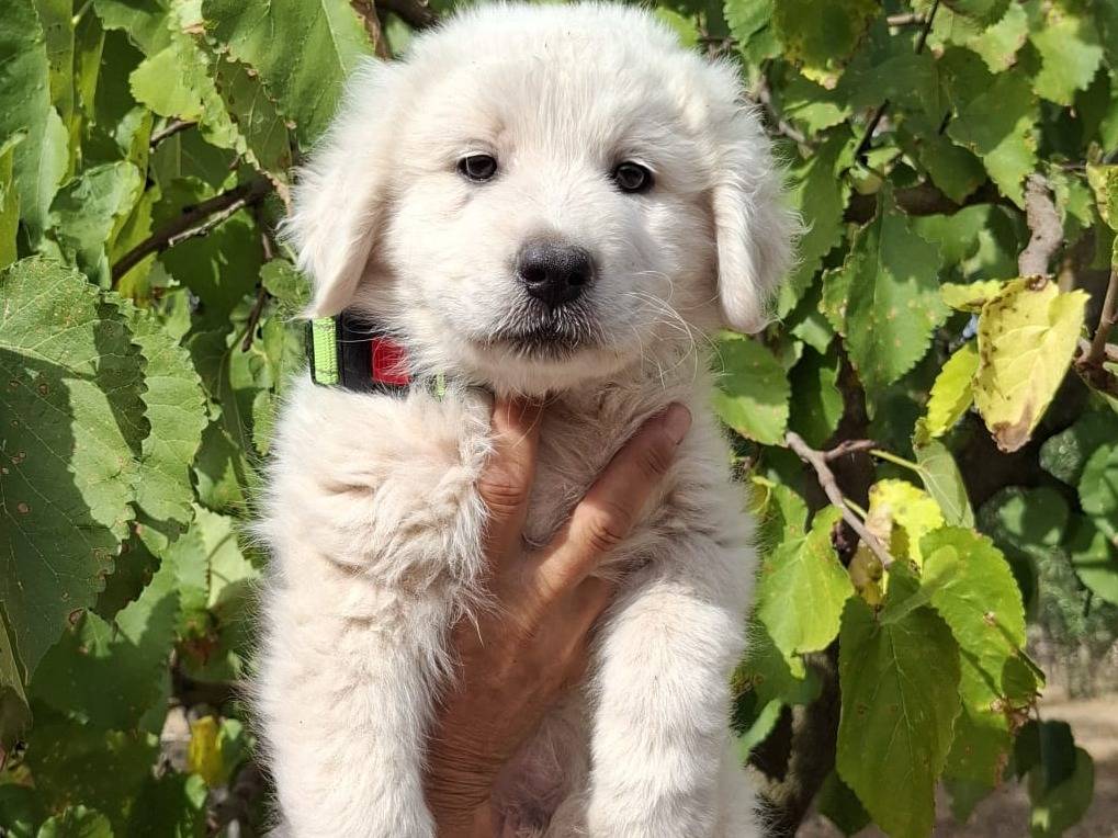 Adotta un cane, taglia grande, maschio, Reggio