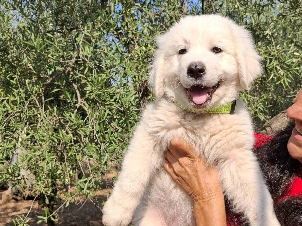 Adozione cane, maschio, Pastore maremmano Razza sconosciuta, 3 mesi, taglia grande, Reggio