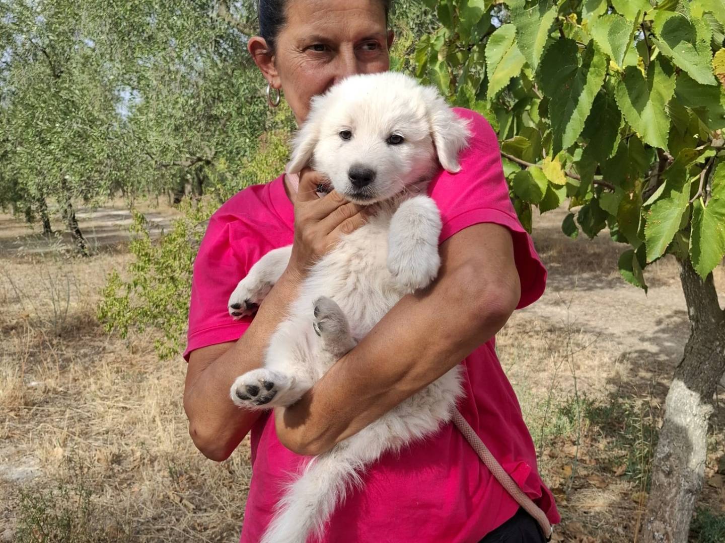 Adotta un cane, maschio, 3 mesi, Reggio
