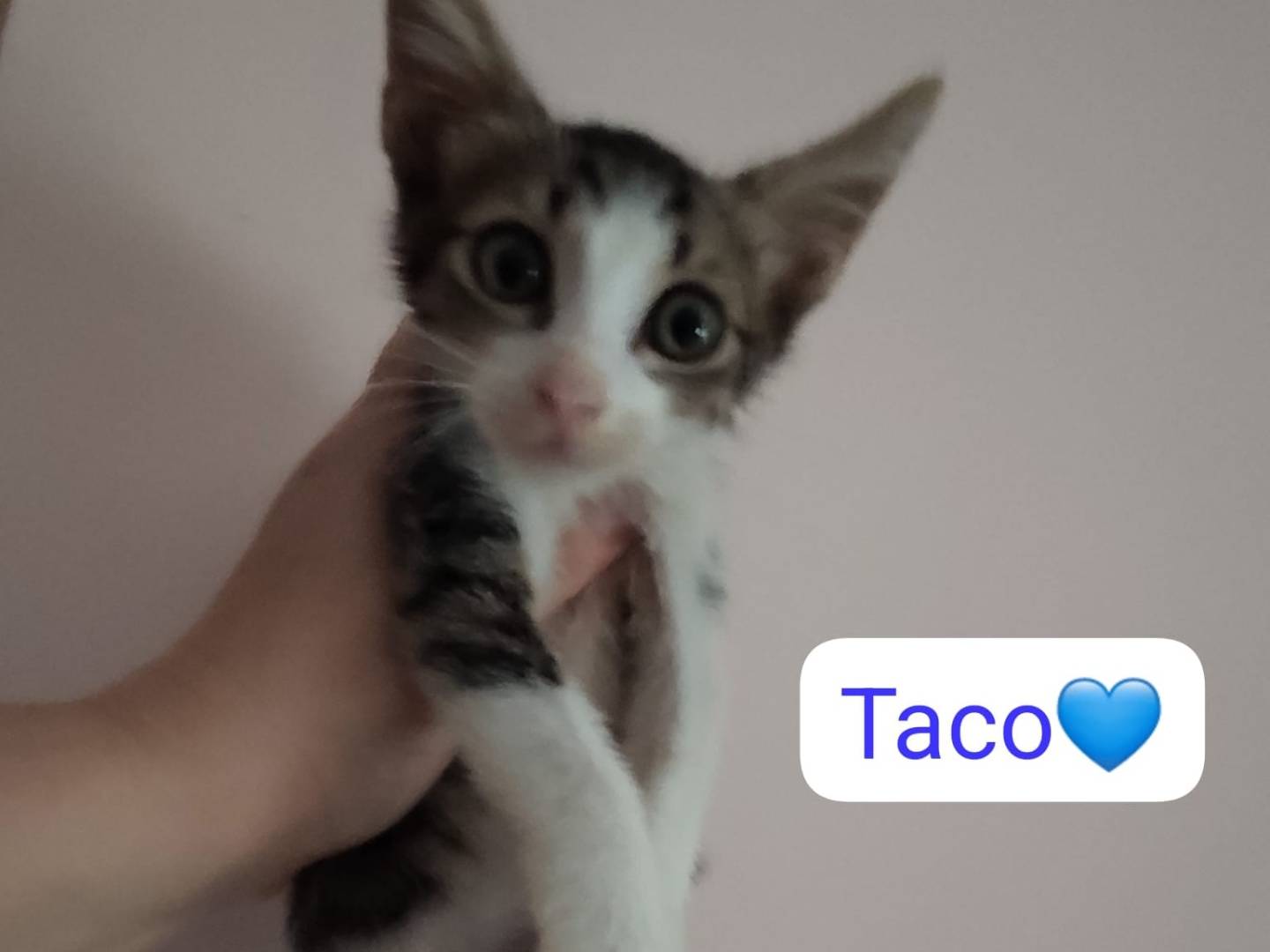 Adozione gatto, maschio, Razza sconosciuta Razza sconosciuta, 2 mesi, taglia non valida, Milano