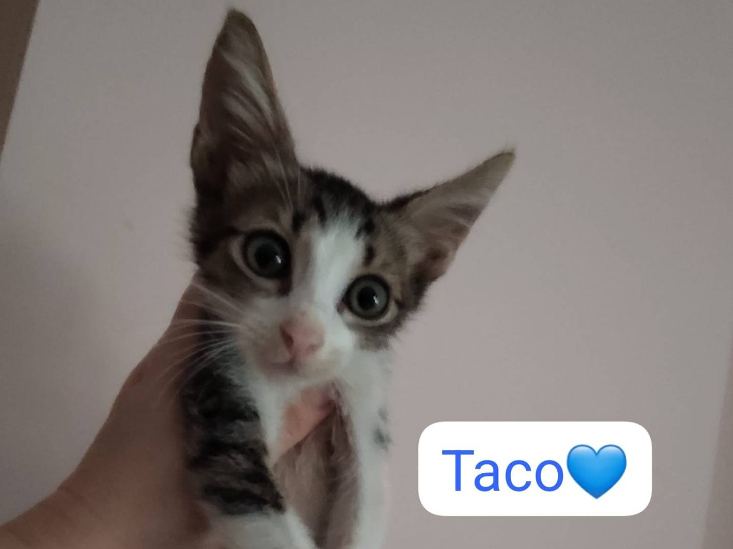 Adotta un gatto, maschio, 2 mesi, Milano