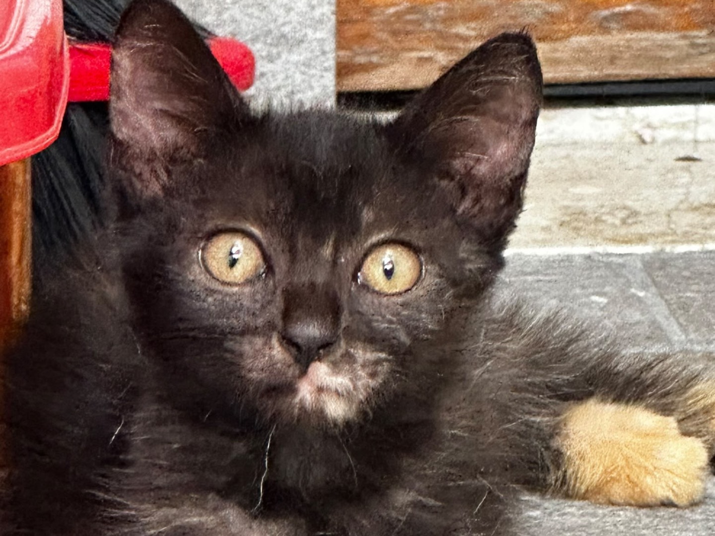 Adotta il gatto Morgana a Latina
