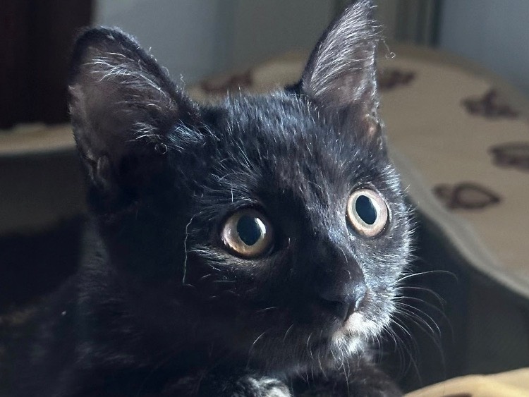 Adozione gatto, femmina, Razza sconosciuta Razza sconosciuta, 2 mesi, taglia non valida, Latina