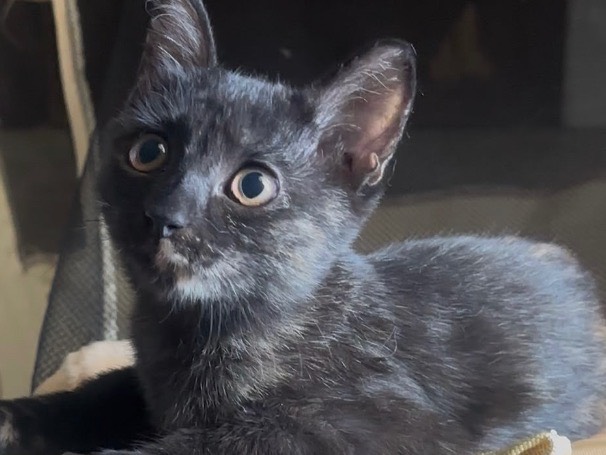 Adotta un gatto, femmina, 2 mesi, Latina