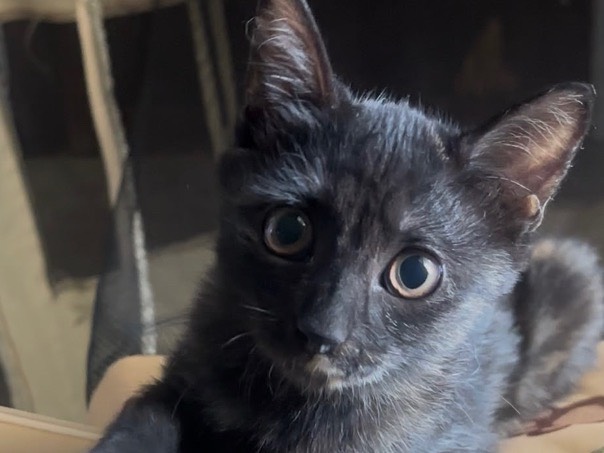 Adotta un gatto, taglia non valida, femmina, Latina