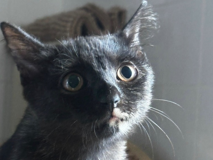 Vuoi adottare un gatto a Latina?